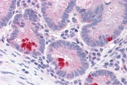 LRRN4 Antibody, Novus Biologicals 50 &mu;g | Buy Online | Bio-Techne | Fisher Scientific